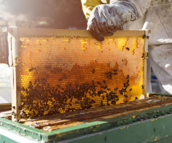 bee